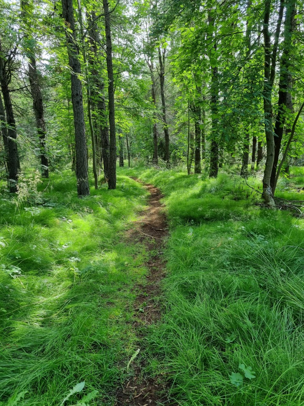 Göngu- og hjólastígur í gegnum Vaðlareit