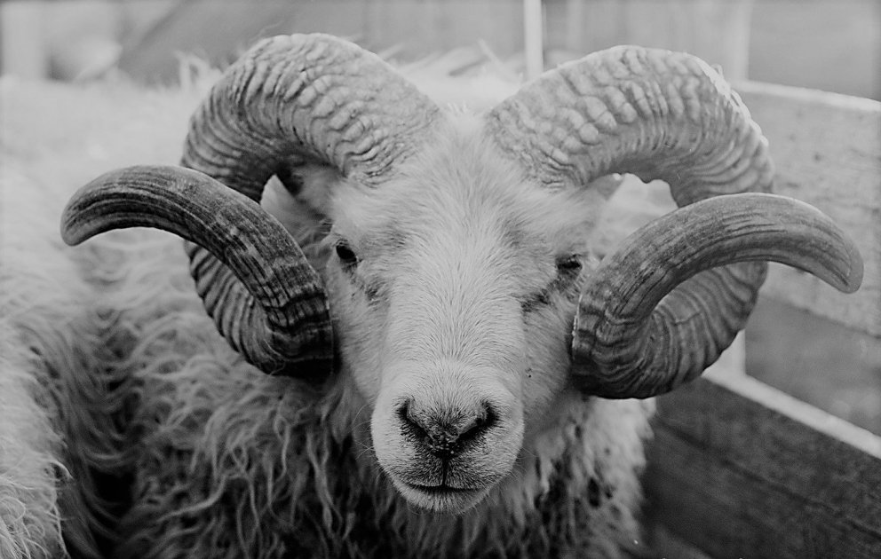 Tilkynning frá Þorrablótsnefnd