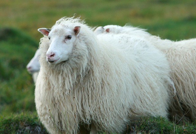 Réttir í Geldingsárrétt - Breytt dagsetning!