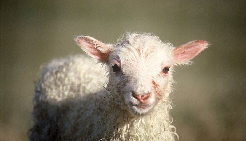 Upprekstur á afrétt sumarið 2023