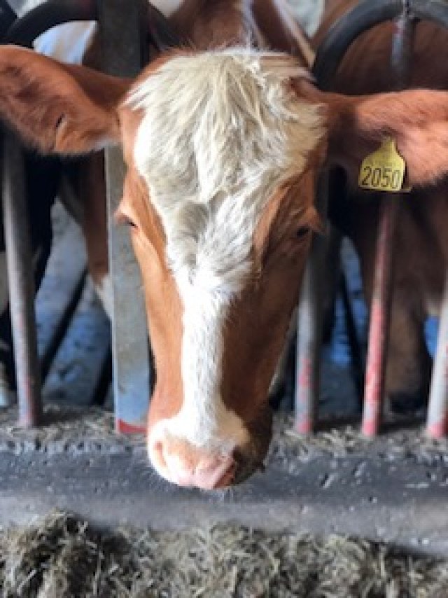 Ljósmyndari: Herdís Lilja