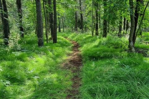 Göngu- og hjólastígur í gegnum Vaðlareit