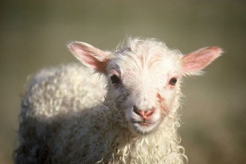 Upprekstur á afrétt sumarið 2022