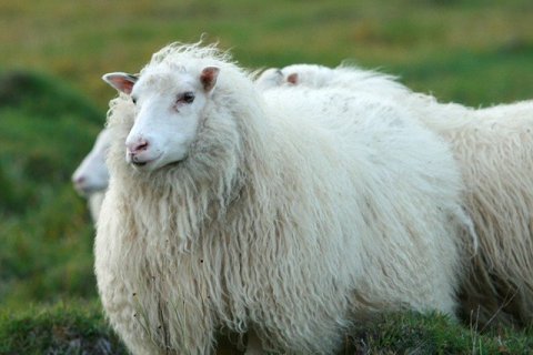 Réttir í Geldingsárrétt - Breytt dagsetning!